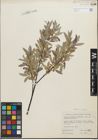 Foto von Salix geyeriana Andersson